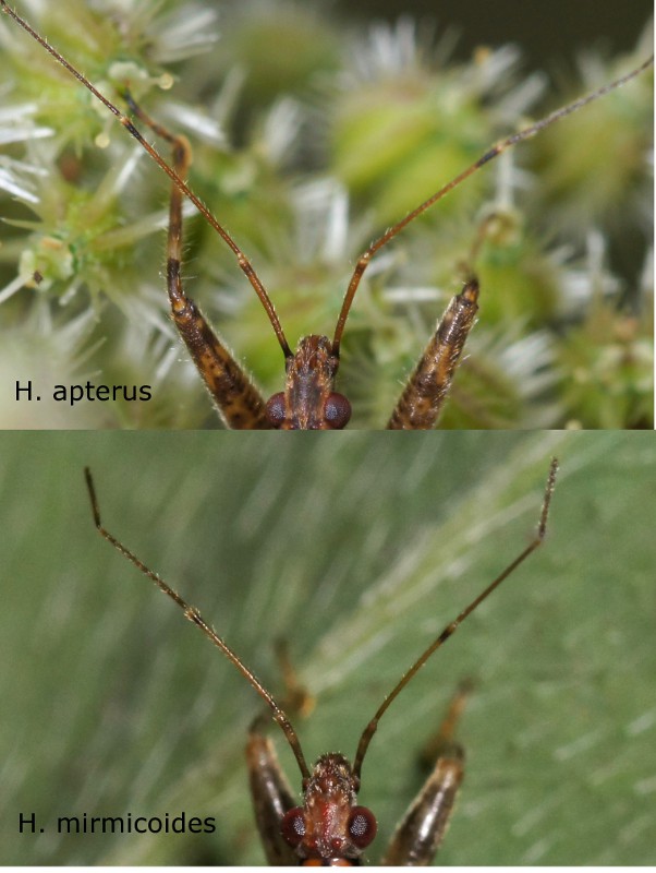 Nabidae: Himacerus mirmicoides dell''Abruzzo (AQ)